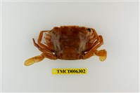 藏品(底棲短槳蟹)的圖片